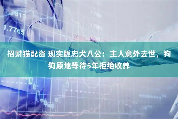 招财猫配资 现实版忠犬八公:主人意外去世,狗狗原地等待5年拒绝收养